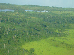 Amazonas zur Regenzeit